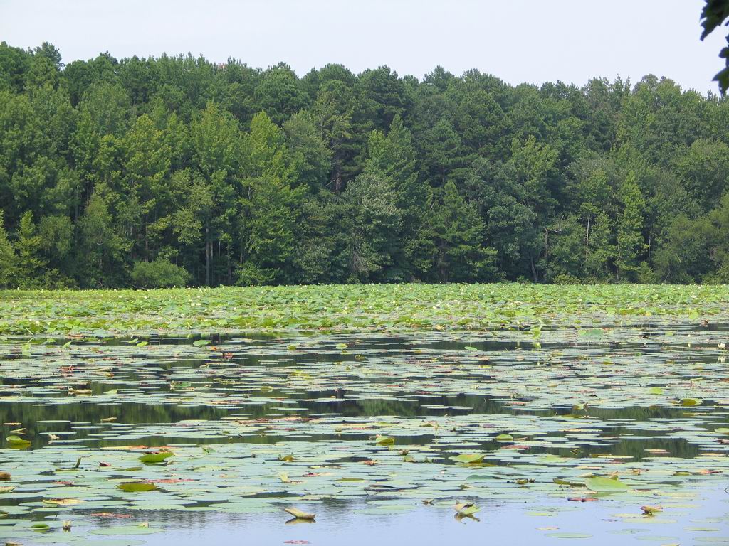 Around The Cabin On The White River In Arkansas